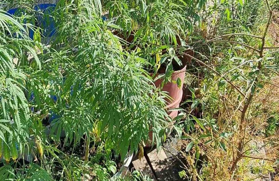 Κέρκυρα: Κατασχέθηκαν σχεδόν 3 κιλά κάνναβης και 15 δενδρύλλια – Χειροπέδες σε 62χρονο
