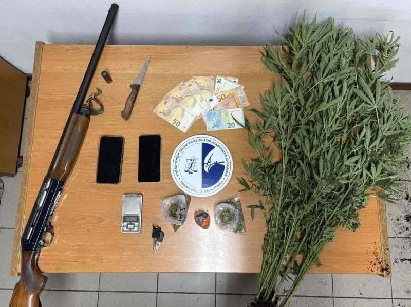 Μεσσηνία: Εντοπίστηκε φυτεία με 267 δενδρύλλια κάνναβης – Τρεις συλλήψεις