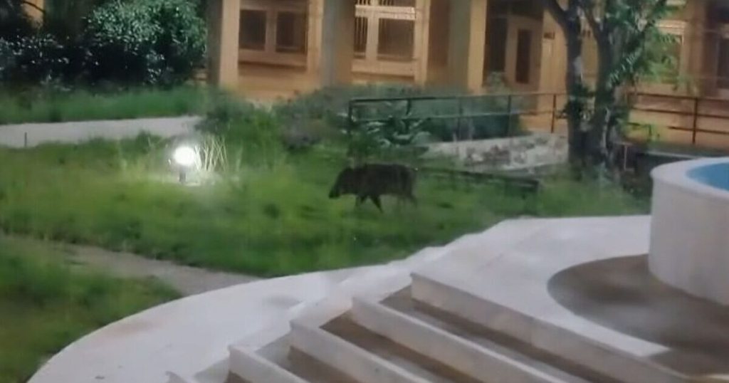 Επιχείρηση απομάκρυνσης αγριογούρουνων στην Πανεπιστημιούπολη Πατρών- Στη μάχη το Δασαρχείο Πατρών και ο Κυνηγετικός Σύλλογος