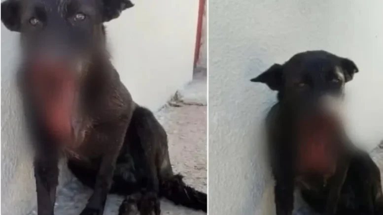 Τι αποκαλύπτει η κτηνιατρική γνωμάτευση για τον νεκρό σκύλο στην Αρετή – Τα κατάγματα, τα σκάγια και η αιτία θανάτου