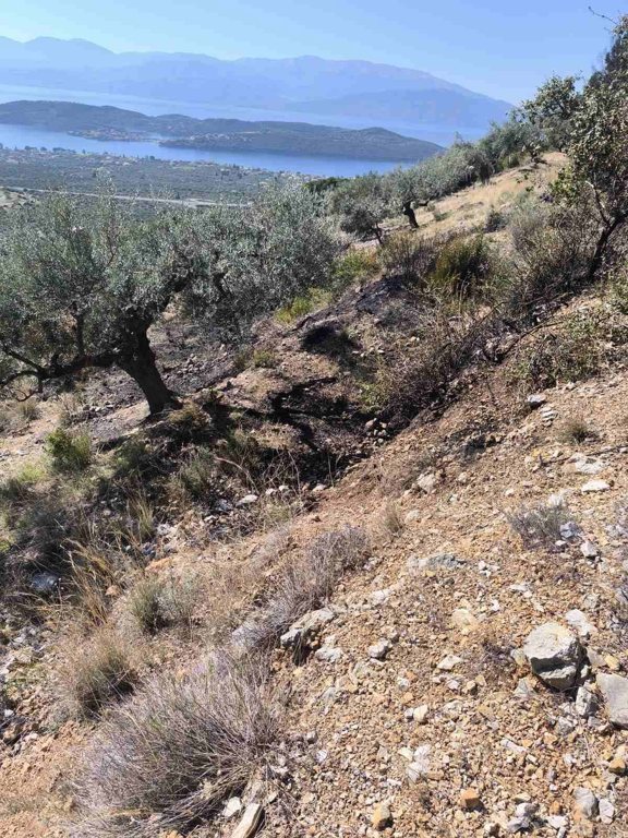 Άμεσα τέθηκε υπό έλεγχο φωτιά στην Γλυφάδα Δωρίδας