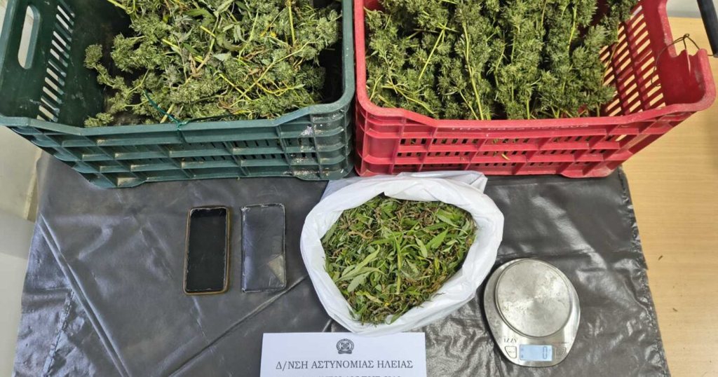 Ηλεία: Προφυλακίστηκαν πατέρας και γιος για τη φυτεία με τα 310 δενδρύλλια κάνναβης στη Φρίξα